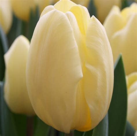Flowerbaza