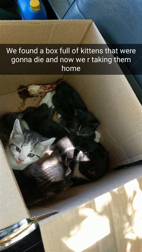 Rescued some cute kittens in a box, they're fkin adorable! : r/aww