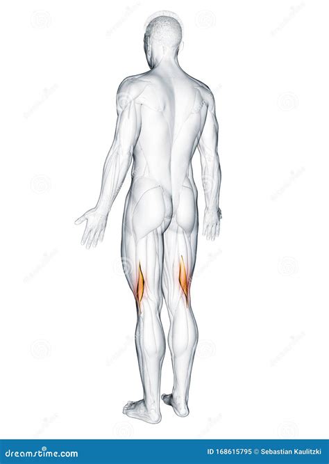 The biceps femoris short stock illustration. Illustration of fitness