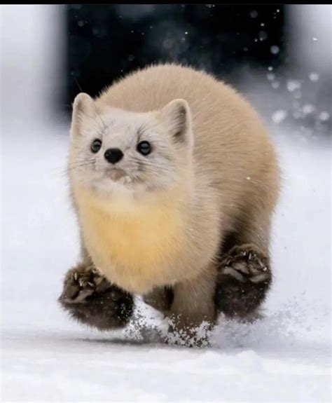 Marten Animal Baby