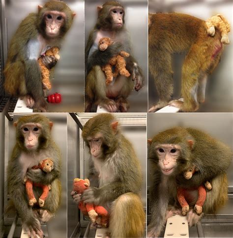 Triggers for mother love | PNAS