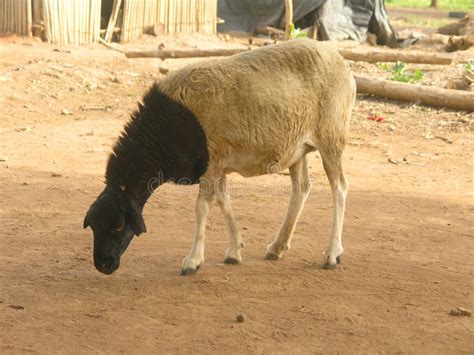 Sheep stock photo. Image of sheep, exhibition, herbivore - 51550754