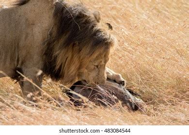 Lion Eating Prey Masai Mara Stock Photo 483084457 | Shutterstock