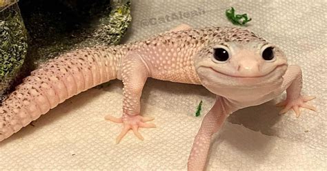 Sorriso Lagarto