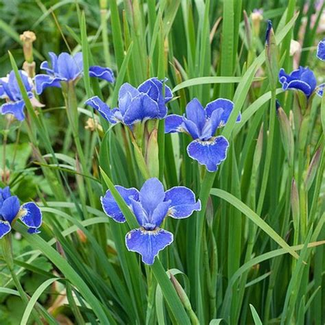 Iris 'Silver Edge' (Sib) | Iris sibirica 'Silver Edge' | Silver Edge ...