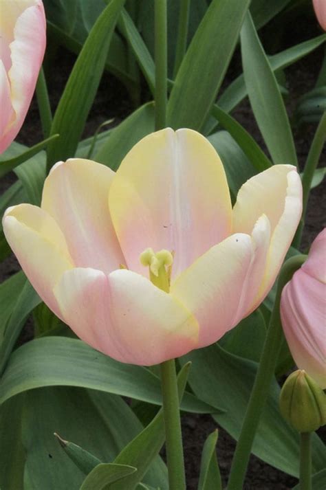 Mango Charm | Onings Holland Flowerbulbs