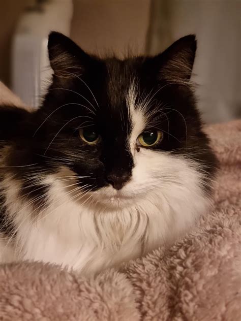 The cat that got the cream : r/aww
