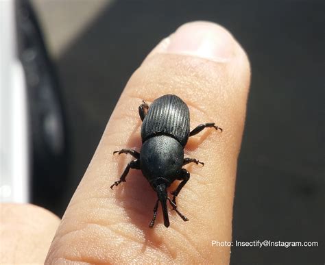Agave Snout Weevil, Coming to a Garden Near You