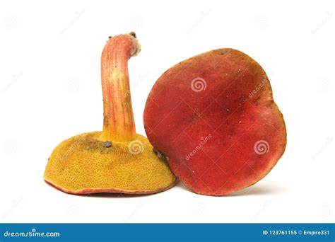 Hortiboletus Rubellus Mushroom Stock Image - Image of xerocomus ...