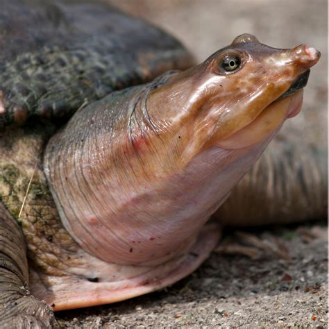 Pig-nosed Turtle - Critter Republic Dive Center