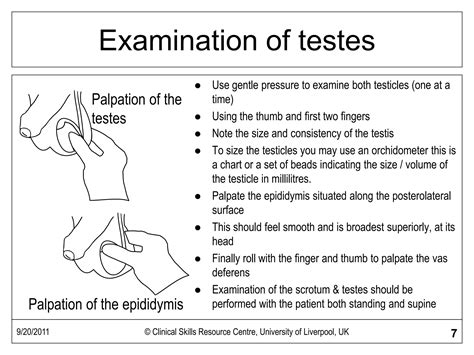Male Genital Exam | PDF
