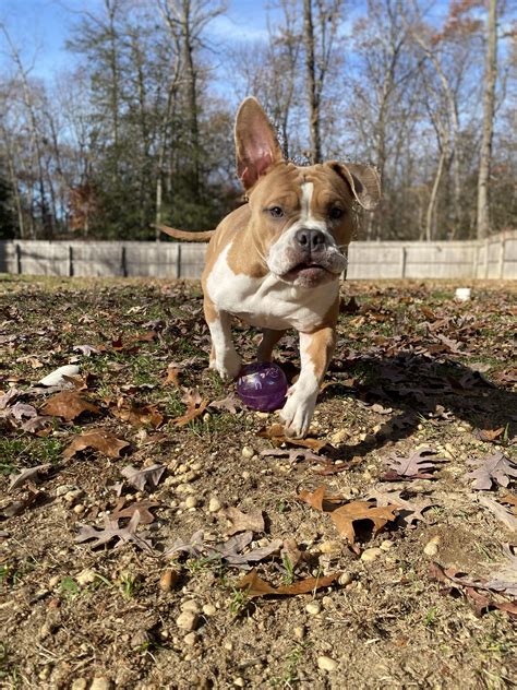 My lil Hot Coco : r/BadassBullies