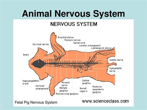 The Nervous System - презентация онлайн