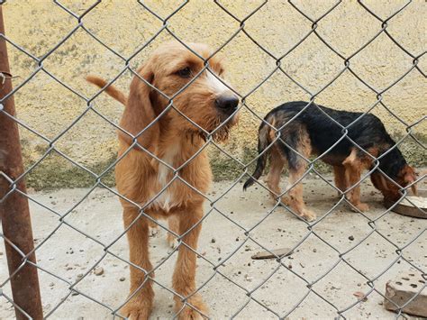Dogs for sale - Български барак