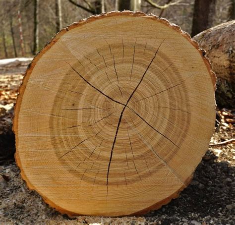 14 Different Types of Ash Wood & Uses