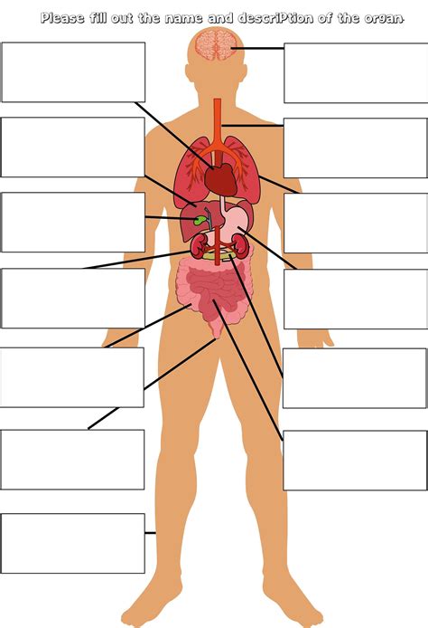 parts   body labelling activity human anatomy education organs