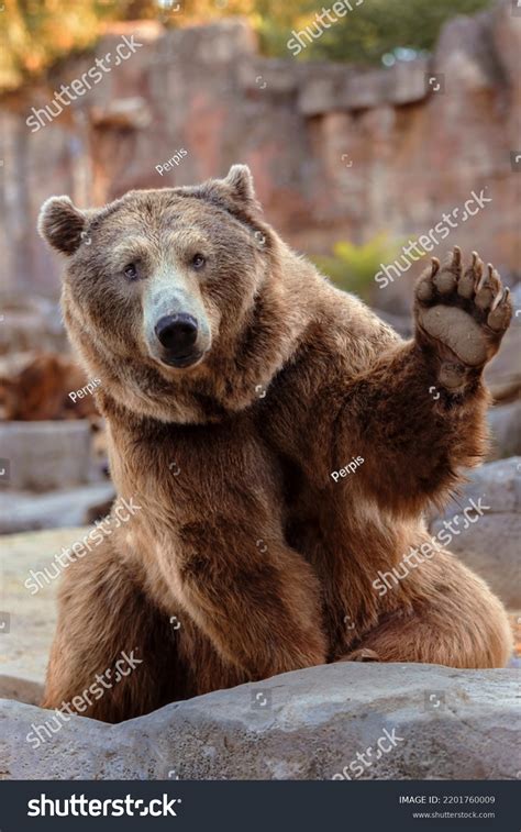 Grizzly Bear Sitting
