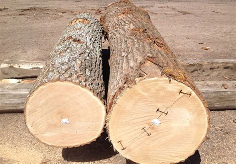 red oak exporters  china red oak exporting company  china red oak