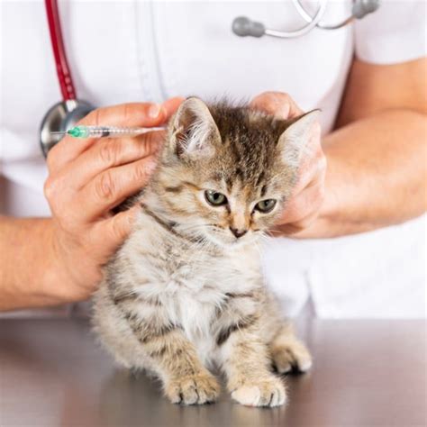 Emergency Vet in Bundaberg | Vet Cross