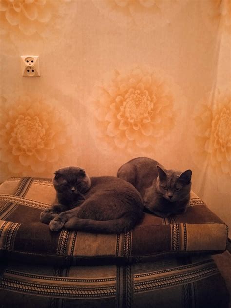 Британські кошенята: 100 грн. - Коти Кропивницький на Olx