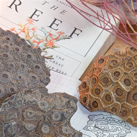 Devonian Fossilized Echinolampas (Coral) - Natural History for Home ...