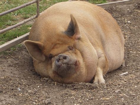 fat hog quarter  evelyn lowman blog