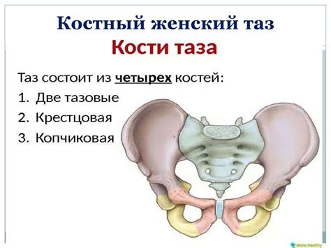 Женский таз, его строение, размеры - презентация онлайн