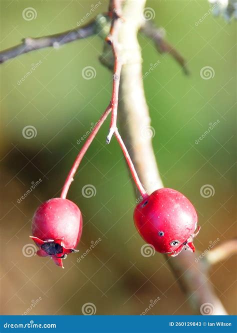 Haw Berries on a Hawthorn Tree in Winter Stock Image - Image of winter