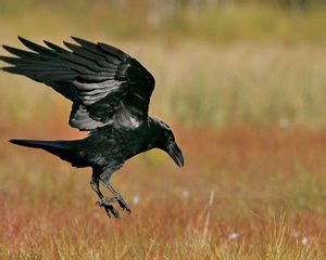 Ворон (Corvus corax)