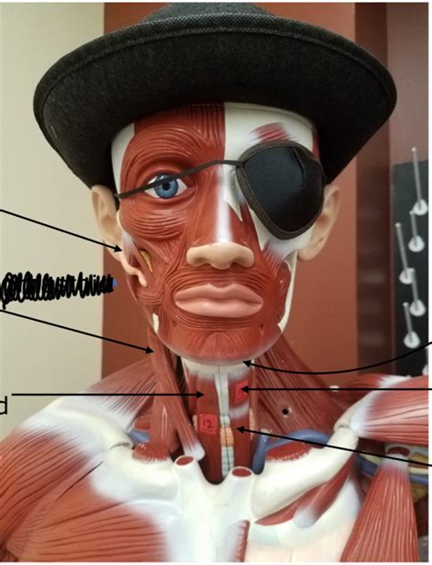 head  neck front diagram quizlet