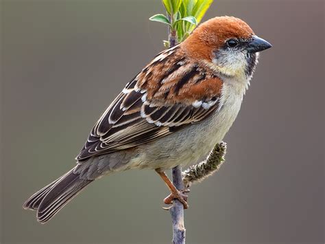 Russet Sparrow - eBird