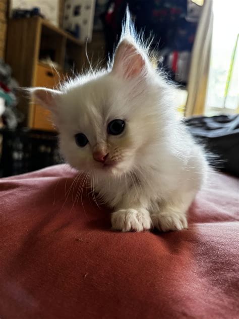 Ragdoll - Madison - PetsForHomes
