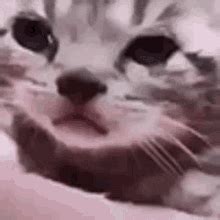 Cat Sad GIF - Cat Sad - Discover & Share GIFs