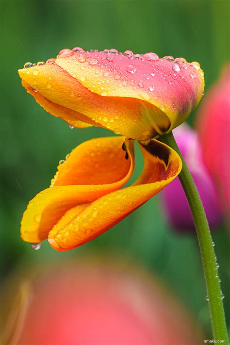 Photographing Tulips – Taku Kumabe Photography and Design