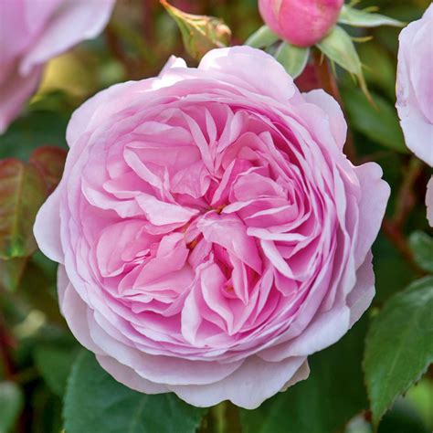 Olivia Rose Austin | English Shrub Rose | David Austin Roses