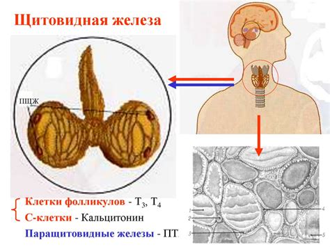 Гормональные препараты - презентация онлайн