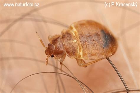 Ploštica posteľná | Naturfoto