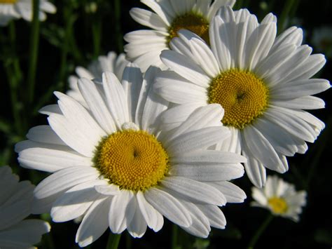 Daisies White Wallpapers Pictures