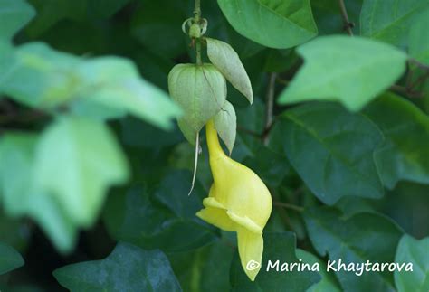 Trees of Tropical Asia - Gmelina asiatica
