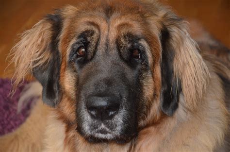Are Dog Breeds Like Race