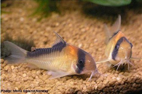 Breeding Corydoras adolfoi | Aquarium catfish, Breeds, Catfish