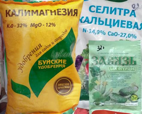 Подкормка огурцов в теплице и открытом грунте, народные средства ...