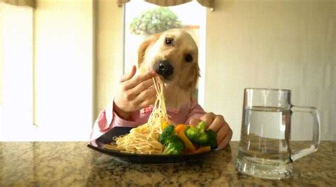 Pasta GIFs - Find & Share on GIPHY