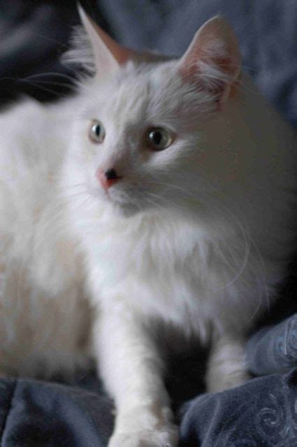 33 best images about Turkish Van Swimming cats on Pinterest | Turkish ...