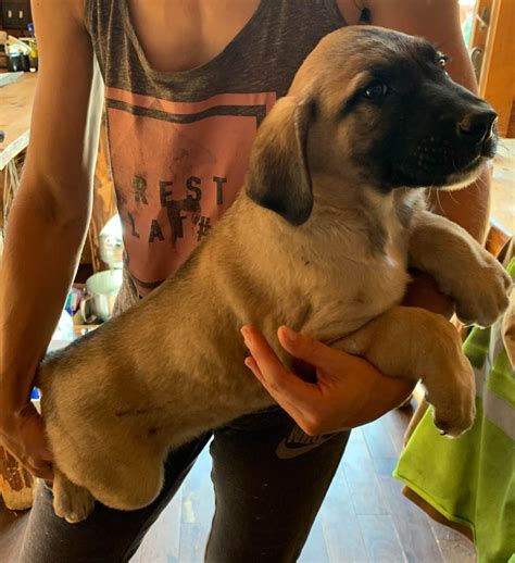 Shepherd Mastiff Mix Puppies
