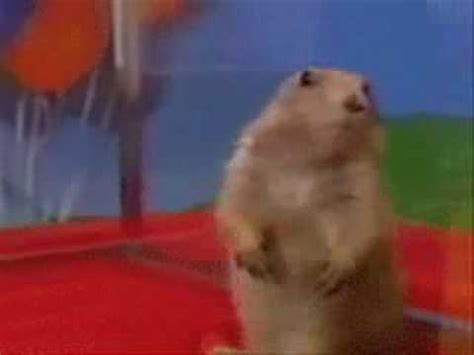Surprised Gopher