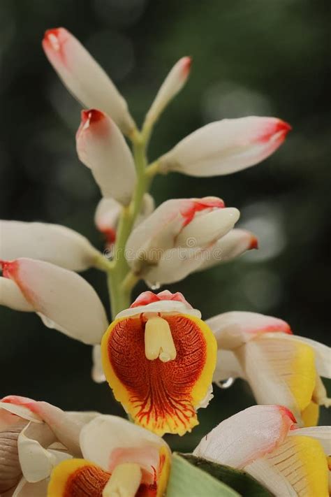 Cardamom (badi Elaichi) Flowers Blooming in Spring, Beautiful Exotic ...