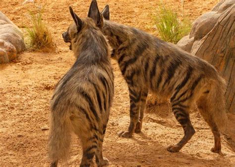 Hyena Behavior - AnimalBehaviorCorner