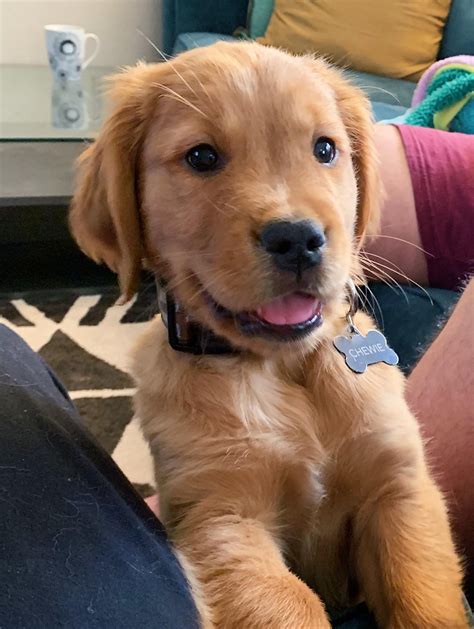 Akita Golden Retriever Mix - Gimera