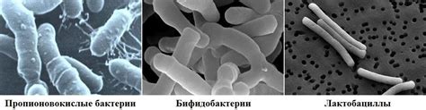 Пробиотики и функциональное питание